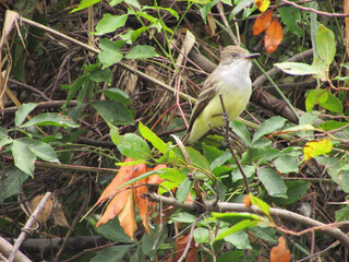 A marionette (Myiarchus) perched on a tree in the middle of a forest