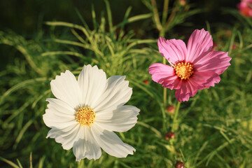 Obraz premium cosmos flower in the garden