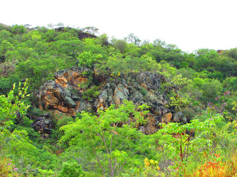 A beautiful wall in the middle of a large forest in Serra do Cipo