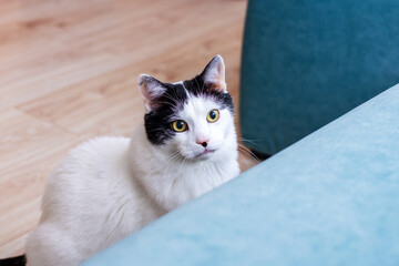 Naklejka premium A charming black and white cat is comfortably sitting on a blue couch