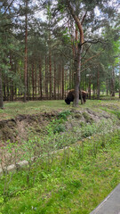 A herd of European bison grazing in a green grassy field in the summer.
