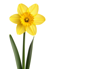 Bright yellow daffodil flower with green leaves isolated on a clean white background, symbolizing spring, beauty, and renewal  
