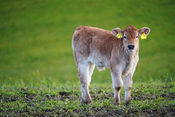 Neu geborenes Kalb