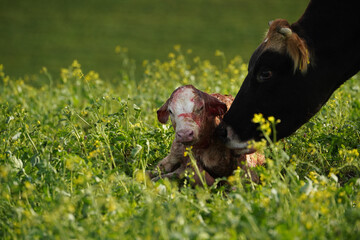 Kuh und neu geborenes Kalb