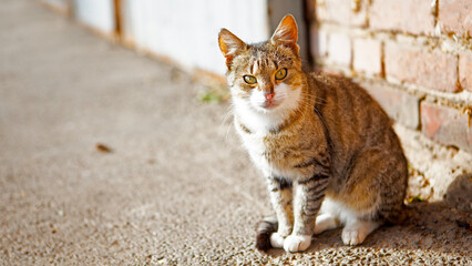 Tabby Cat Sitting Outdoors by Brick Wall. A striped tabby cat sitting on a sunny outdoor pavement near a brick wall, looking directly at the camera.