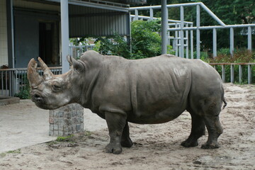 Naklejka premium rhino in the zoo