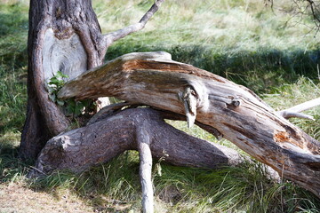 death wood on Island Hiddensee in germany