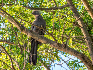 Gray noise bird (Crinifer concolor) in Mahanga National Park