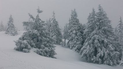 snow covered trees in the forest