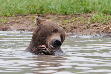 Close-up photo of an Alaskan Brown Bear eating a Salmon fish in Big River Lakes, Alaska, USA