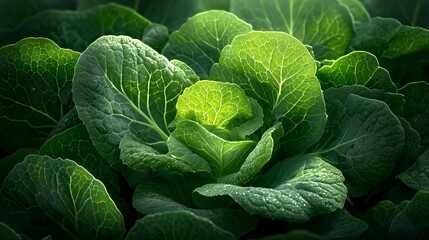 Fototapeta premium Lush green lettuce leaves illuminated by sunlight.