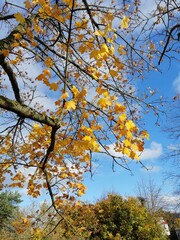 Autumn tree © Andżelika