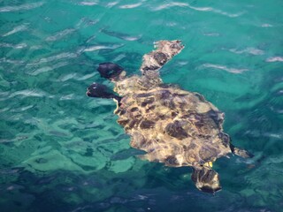 sea turtle