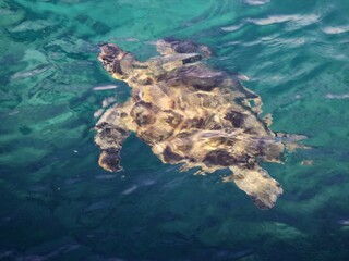 sea turtle