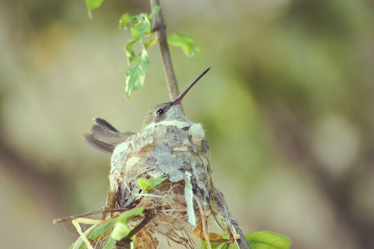 Colibr&iacute; en nido, fondos de colibries, fauna mexicana. 