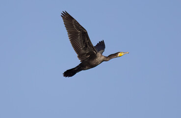 Obraz premium cormorant in flight with outstretched wings, cormorant with outstretched wings,, large black bird in flight, blue sky with bird, yellow beak, turquoise eyes