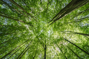Gazing Upward at the Lush Green Canopy in a Truly Serene and Peaceful Forest Setting