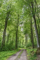 Obraz premium Discover a Serene and Beautiful Forest Pathway Richly Surrounded by Lush Greenery and Nature