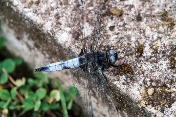 CloseUp of a Striking Dragonfly Resting on a Textured Stone Surface Under Natural Light