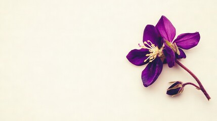   Closer view of purple flower against white background for card insertion