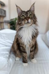 Maincoon cat sitting on the bed