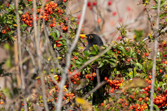 Merlo, Turdus merula, si ciba di bacche in un cespuglio di Pyracantha o Agazzino.