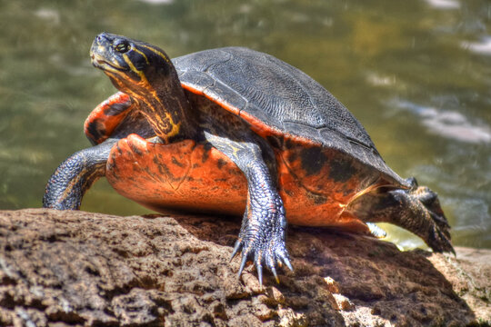 Florida Redbelly Turtle on Palm Tree