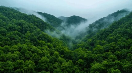 Lush green hills shrouded in mist create a serene landscape that evokes tranquility and natural beauty, This image can be used for eco-friendly projects, travel brochures, or wellness retreats,