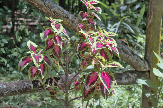Vibrant Coleus Plant in a Forest Setting