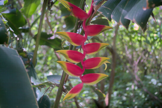 Beautiful Heliconia Flower in the Tropical Rainforest