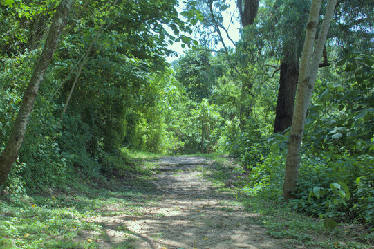 Serene Forest Path with Sunlight Filtering Through Trees