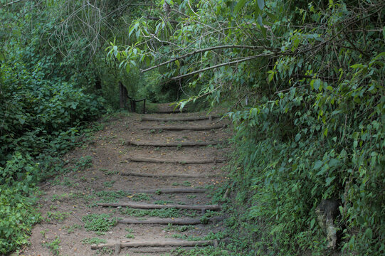Rustic Forest Trail with Wooden Steps and Rope Railing