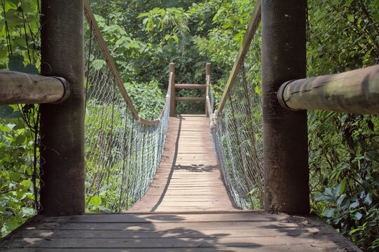 Narrow Suspension Bridge in a Lush Green Forest