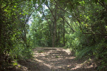 Tranquil Forest Path with Wooden Steps