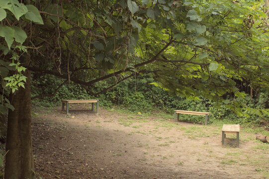 Secluded Forest Seating Area with Wooden Benches