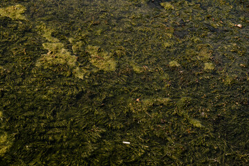 Lush Green Aquatic Vegetation in Tranquil Waters