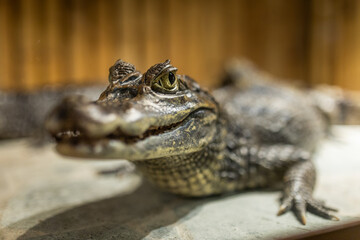 Close-up of a crocodile's head, showing its sharp teeth and scaly skin..