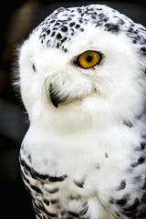 Close-up photo of a majestic owl perched on a branch with piercing yellow eyes and a fluffy chest..