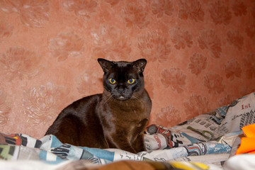 beautiful cat, sitting on the bed, happy, playing, at home, looking, funny, brown, breed, European...