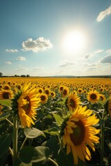Fototapeta premium Vast Sunflower Field under a Bright Summer Sun