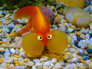 Bubble Eyed Goldfish