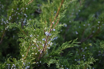 background green juniper branches texture ripe blue berries close-up gradient turquoise color fragrant spice in nature	
