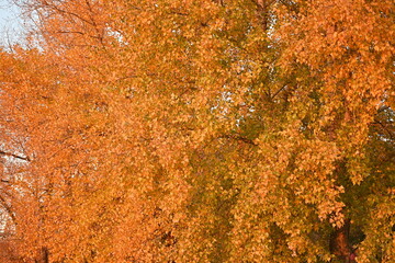 poplar branches yellow leaves of poplar with trunk not a tree, concept of sustainable development,...