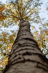 autumn in the Volga region