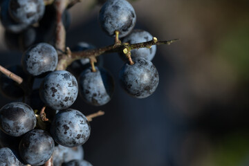 Close-up of ripe sloes hanging on a branch in the fall. There is space for text on the picture.