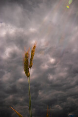 One ear of rye photographed against a dramatic stormy sky with heavy, gloomy clouds, backlighting,...