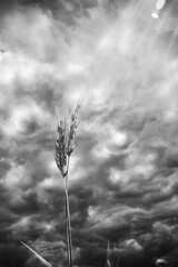One ear of rye photographed against a dramatic stormy sky with heavy, gloomy clouds, backlighting,...