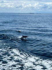 Fototapeta premium dolphins from a boat in the ocean