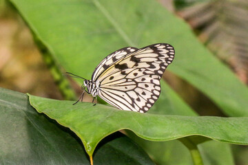 Obraz premium Delicate Butterfly Perched on Vibrant Green Leaf