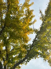 Obraz premium trees form above during the change of seasons